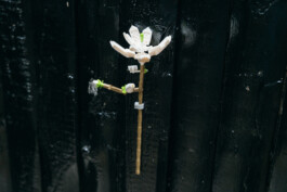 Island of Contemporary Art